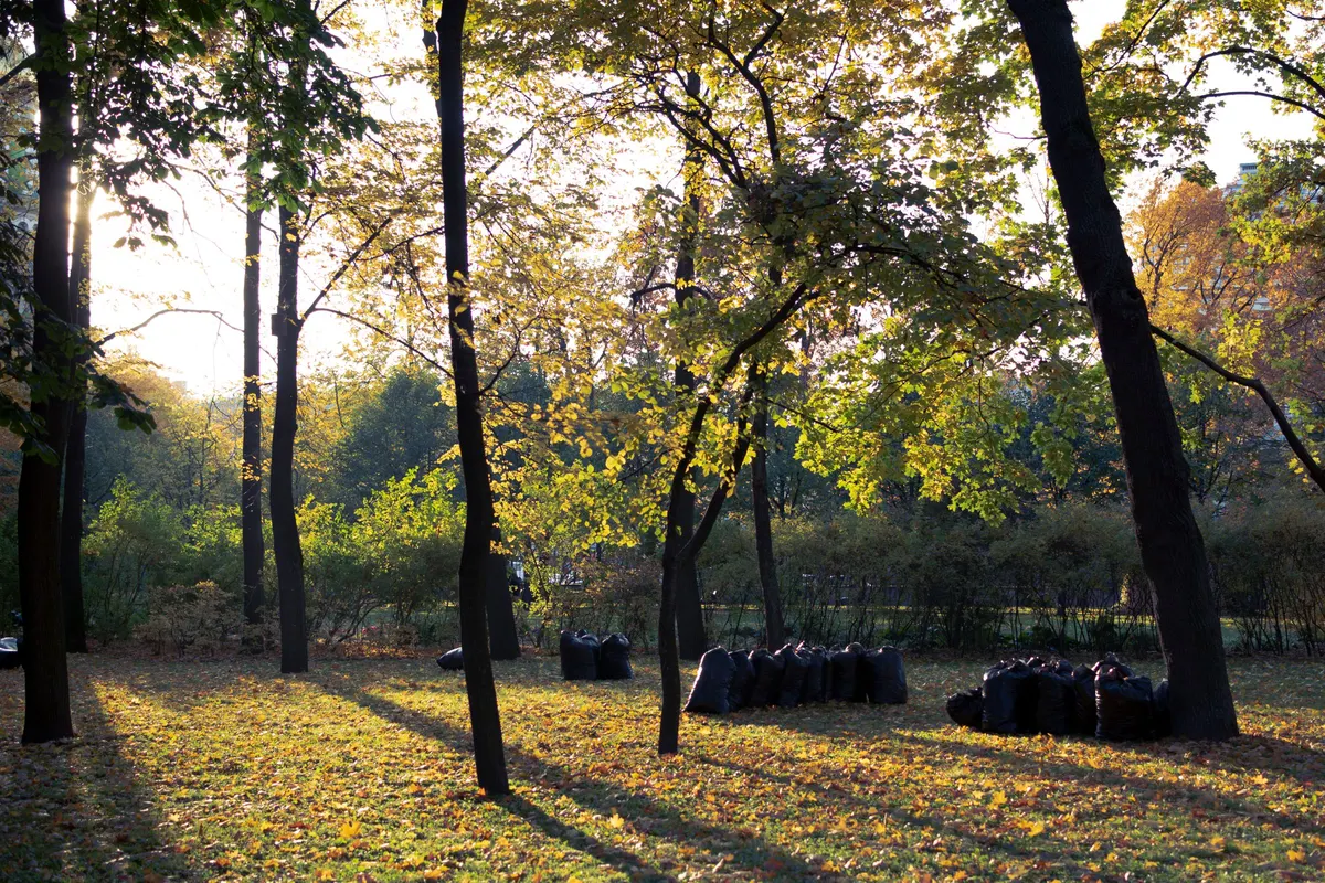 Bags of collected leaves on the grass after a yard cleanup